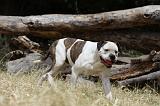 BOULEDOGUE AMERICAIN 103
